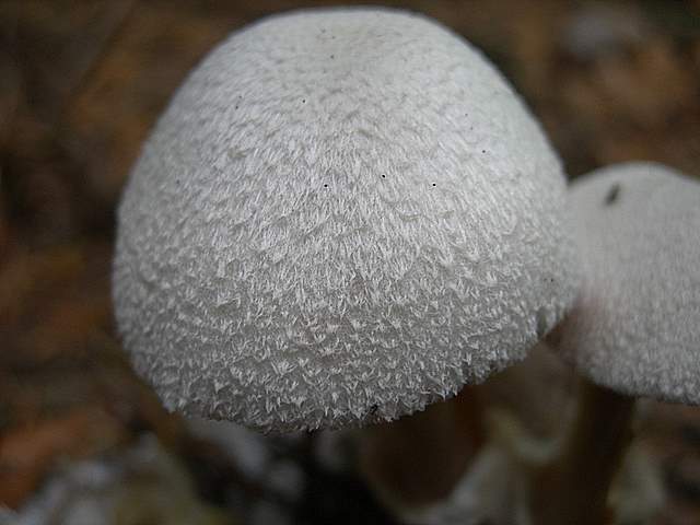 Volvariella surrecta   (Knapp)   Singer